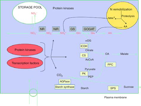 Schematic Representation Of Key Processes And Enzymes Involved In Download Scientific Diagram