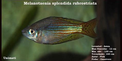 Melanotaenia Splendida Rubrostriata Andre Fisk Unimati Aps