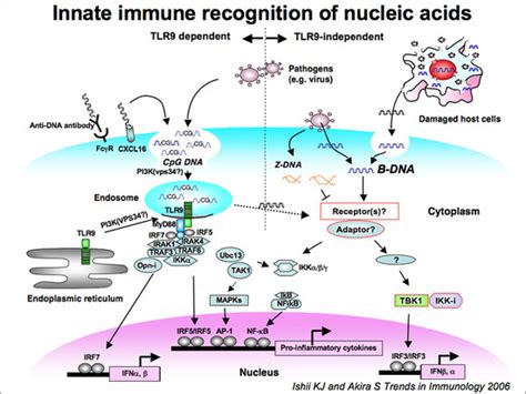 Tank Binding Kinase 1 Delineates Innate And Adaptive Immune Responses