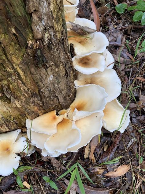 Ghost Fungus From Cumberland State Forest West Pennant Hills NSW AU