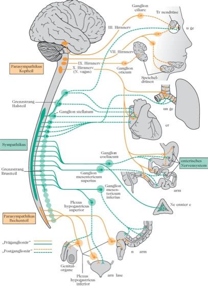 vegetatives Nervensystem Lexikon der Ernährung