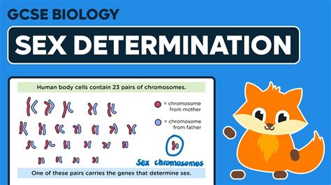 Sex Determination Gcse Biology Youtube