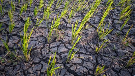 Farmers scrambling after drought destroys pantry-staple crops used ...