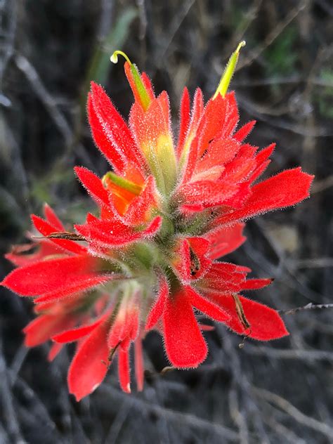 Indian Paintbrush Flower seed (Castilleja Affinis) – Starfish Honey