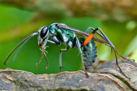 Tarantula Hawk: A Painful Sting, How Long It Lasts & Danger to Humans