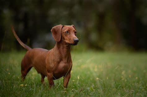 Arruin Mi Vida Un Inocente Perro Salchicha Atac A Mujer Le