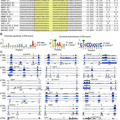 Increased Exon Inclusion Caused By Anti N1 Treatment A The Sequence Download Scientific