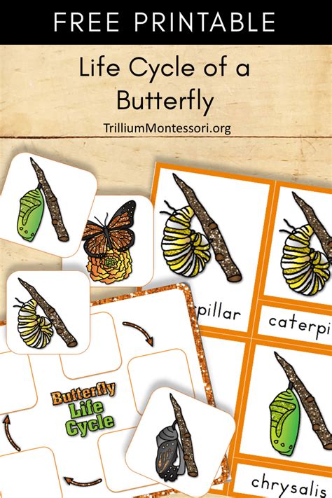 Free Montessori Printable Life Cycle Of A Butterfly And 3 Part Cards