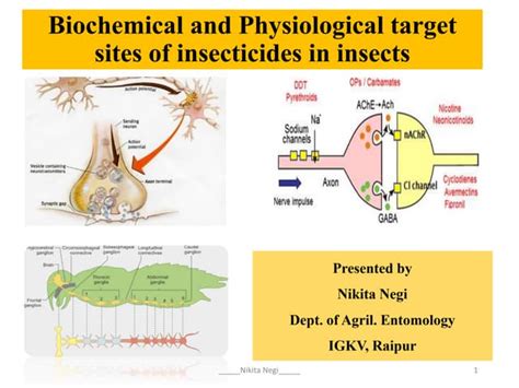 Biochemical And Physiological Target Sites Of Insecticides On Insect Ppt