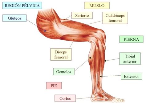 Músculos de la Pierna Anatomía y Funciones Musculos de las piernas