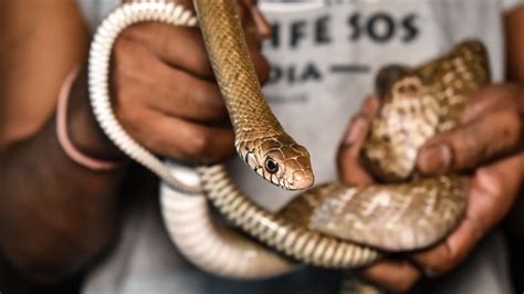 Different Types Of Non Poisonous Snakes