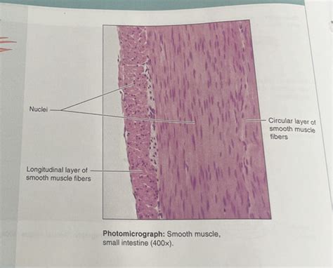 Histology Flashcards Quizlet