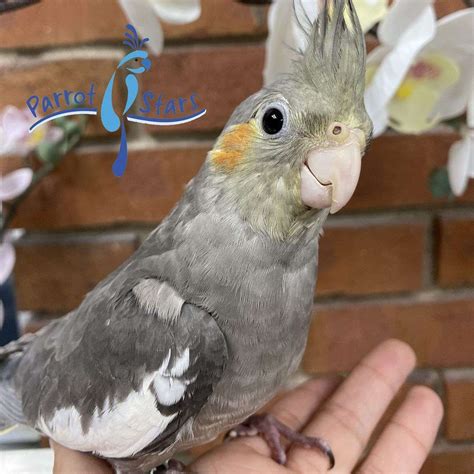 Baby Grey Cockatiel Available At Parrot Stars