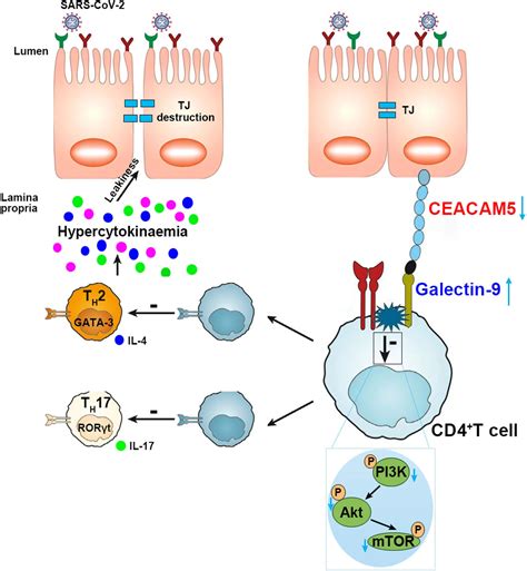 Frontiers Sars Cov Spike Induces Intestinal Barrier Dysfunction