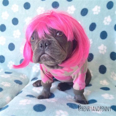 Short Bob Wig Dog Costume - Hot Pink | BaxterBoo