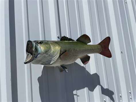 21 Largemouth Bass Full Mount Fish Replica Customer Proofs 22607