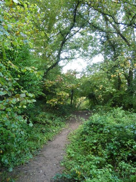 Path Through Stoke Woods Near Exeter © David Smith Geograph Britain