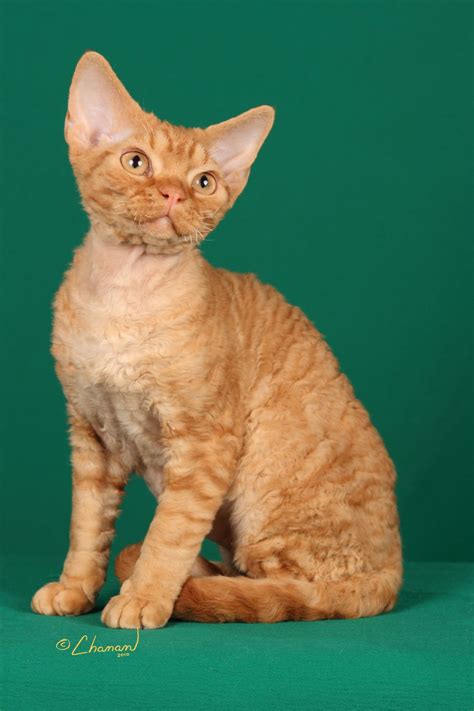 Red Cornish Rex Republicofcatus