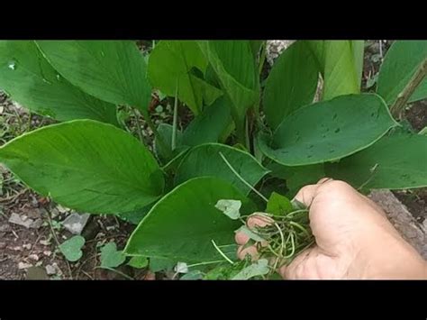 AMBIL NUTRISI GRATIS DARI SEKITAR CABE BERBUAH LEBAT POHON TINGGI BESAR