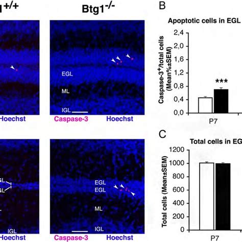 Ablation Of Btg Increases The Apoptosis Of Gcps In The Egl A