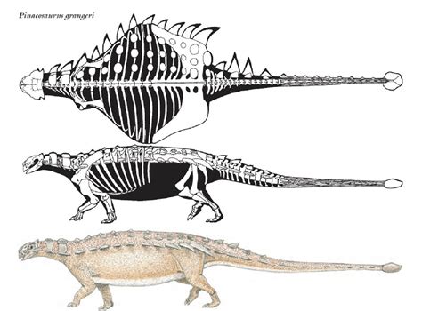 Pinacosaurus Pictures & Facts - The Dinosaur Database