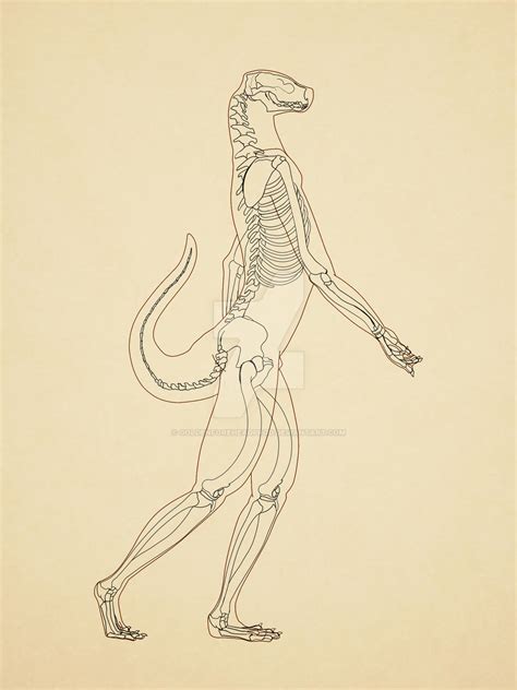 Anthro otter skeleton by GoldenForeheadProd on DeviantArt