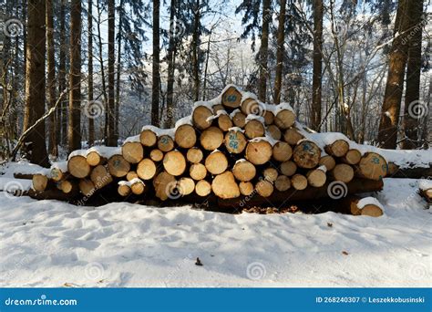 Gestapelde Gekapte Bomen In Het Bos Dwarsdoorsnede Van De Achtergrond