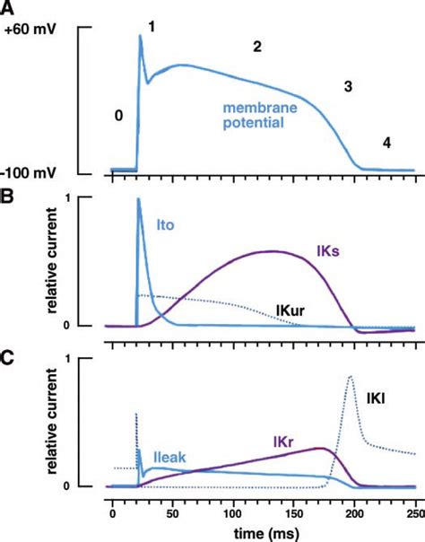 Cardiac Action Potential And Currents That Underlie Repolarization A