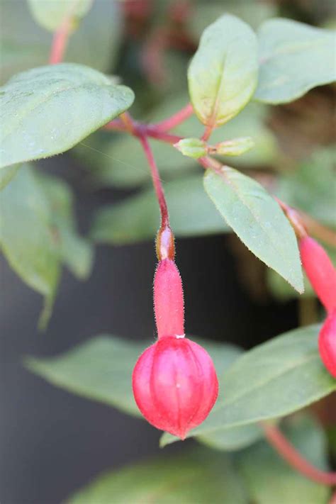 How To Harvest And Save Fuchsia Seeds Gardener’s Path