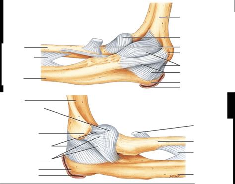 Elbow ligaments Diagram | Quizlet