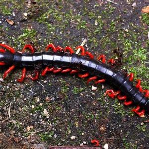 Scolopendra subspinipes - Facts, Diet, Habitat & Pictures on Animalia.bio