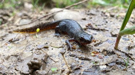 Sauvetage Des Amphibiens De Moras En Valloire Semaine Lpo