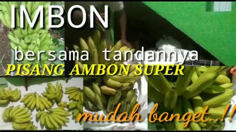 Cara Pisang Ambon Matang Bersama Tandan Nya Mudah Alami Sempurna