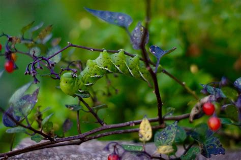 Free Images Tree Nature Branch Blossom Berry Leaf Flower Food Green Produce Insect