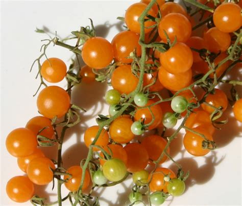 Gold Rush Currant Tomato The Coeur D Alene Coop