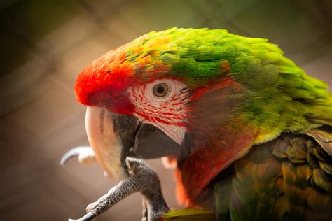 Bienvenido A El Nido Santuario De Aves En Ixtapaluca M Xico