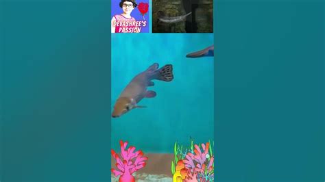 Giant Alligator Gar Fish 🐟 Aquarium Alligatorgar Garfish Fishtank