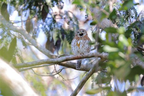 Cuba Playa Larga Cuban Pygmy Owl Bryan Hutchings Flickr