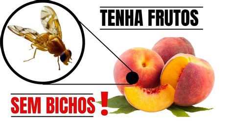 Como Fazer Armadilha Para Mosca da Fruta Armadilha Fácil Faça Isso e