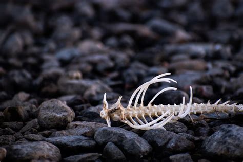 Fish Skeleton Marine - Free photo on Pixabay - Pixabay