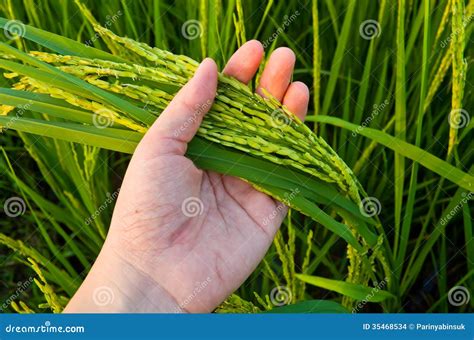 Tallo Del Arroz A Mano Foto De Archivo Imagen De Crezca