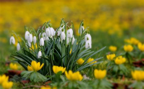 Fondos De Pantalla Snowdrops Flores Césped De Cerca Borroso