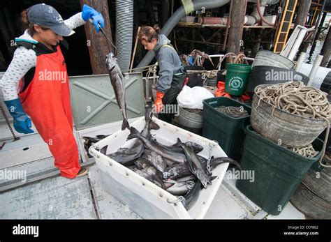 Unloading Their Catch At The Seafood Plant Black Cod Sablefish