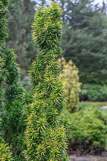 Bethlehem Taxus Baccata Standishii Columnar Tree With Golden Yellow Leaves Stock Image Image