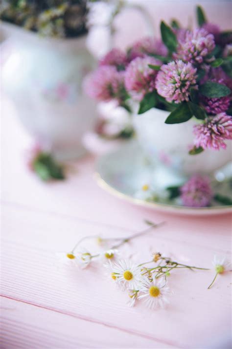 Flowers, clover, wild flowers, tea, botany. Цветы, полевые цветы, чай ...