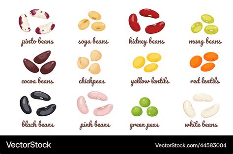 Legumes with different types of beans set Vector Image