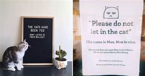 Cat Owners Share The Funny Signs They Had To Write Because Of Their