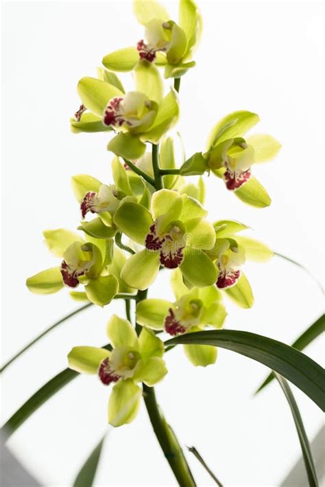 Neon Green Orchid On A White Background Stock Image - Image of isolated ...