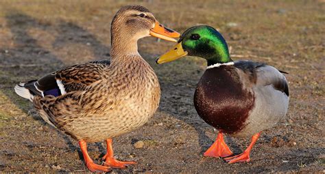 Much To Admire About Mallards Sudbury Common Lands Charity