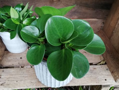 Plantas Y Flores Peperomia Obtusifolia